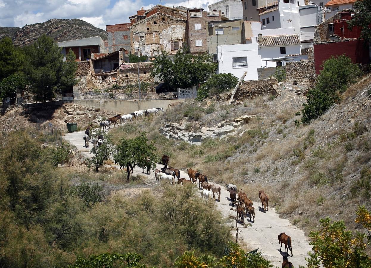 Trashumancia de caballos en Losa del Obispo