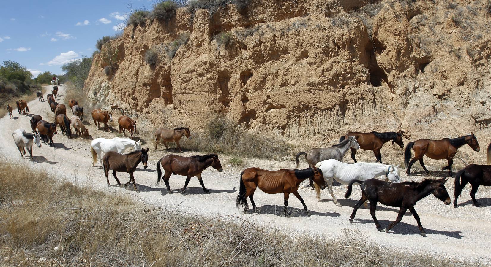 Trashumancia de caballos en Losa del Obispo