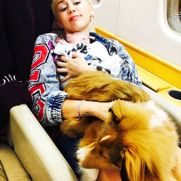 Bubba Sue, la cerdita de Miley Cyrus