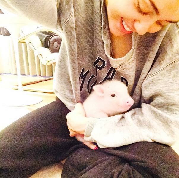Bubba Sue, la cerdita de Miley Cyrus
