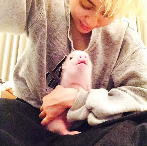Bubba Sue, la cerdita de Miley Cyrus