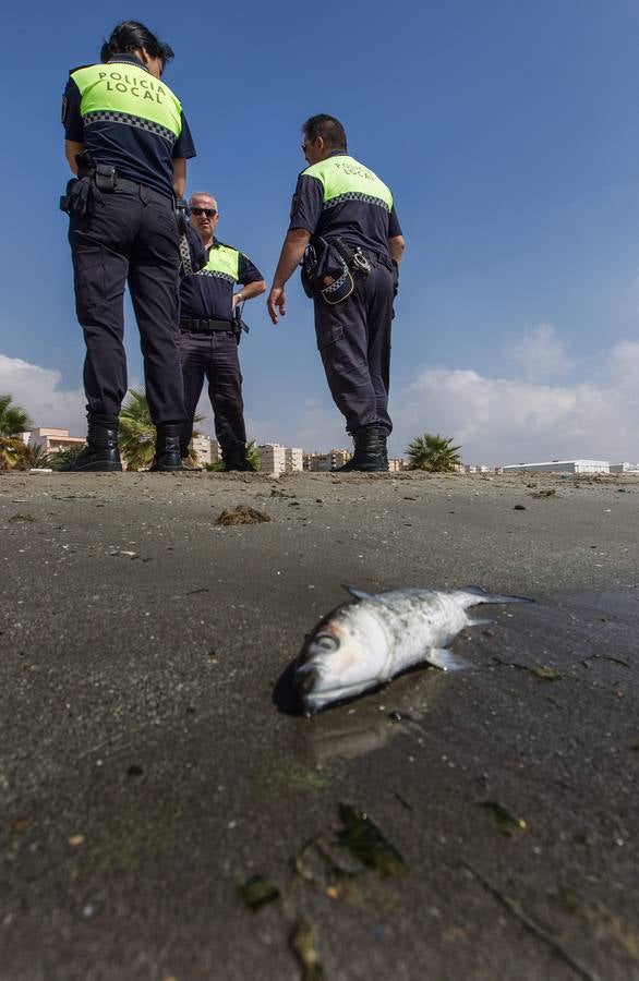 Cierran la playa de San Gabriel tras aparecer centenares de peces muertos