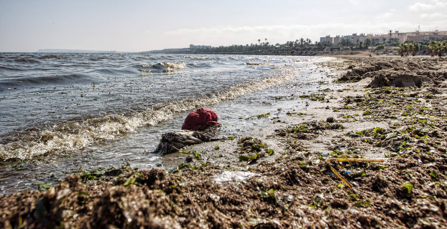 Los análisis descartan que la muerte de peces tuviese que ver con un vertido