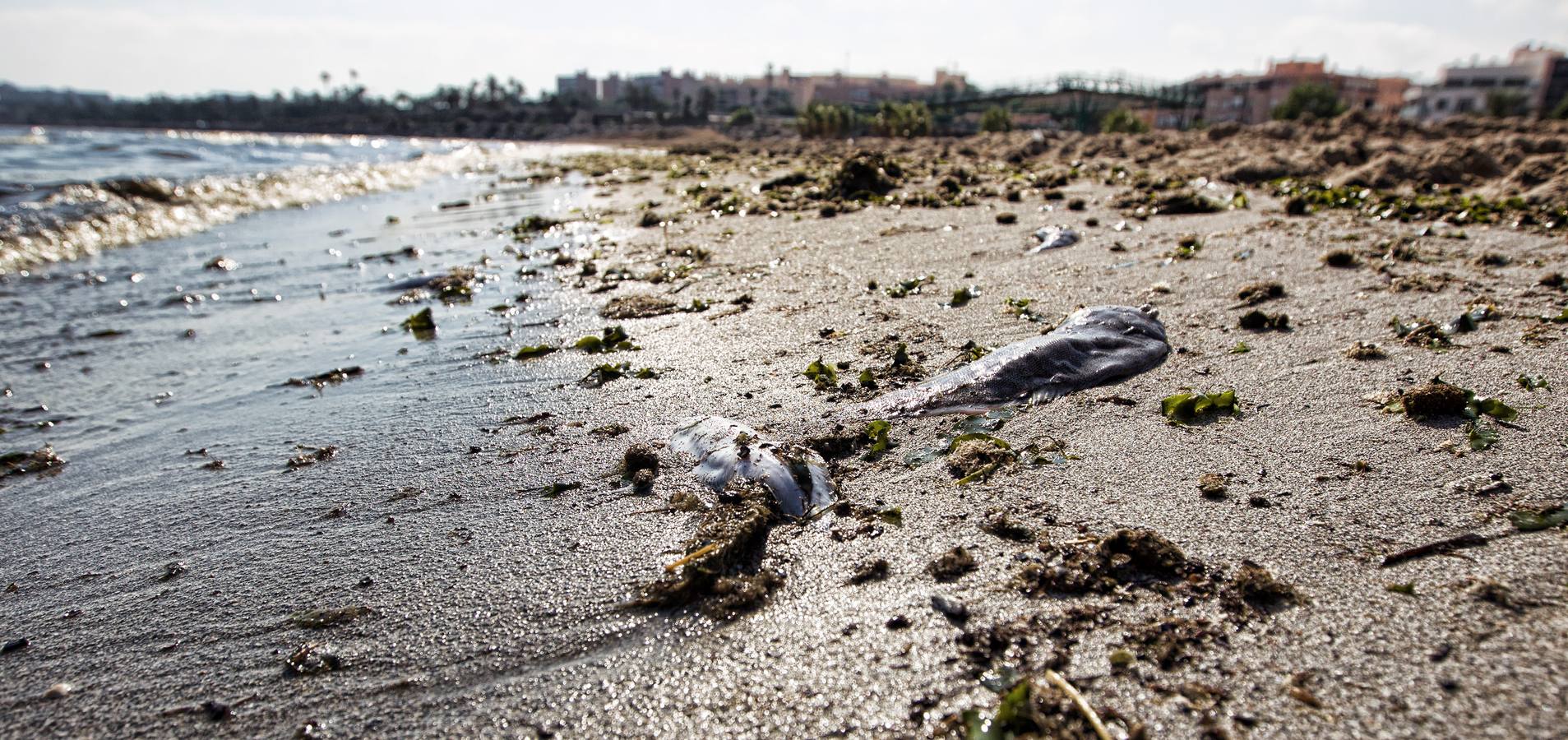 Los análisis descartan que la muerte de peces tuviese que ver con un vertido