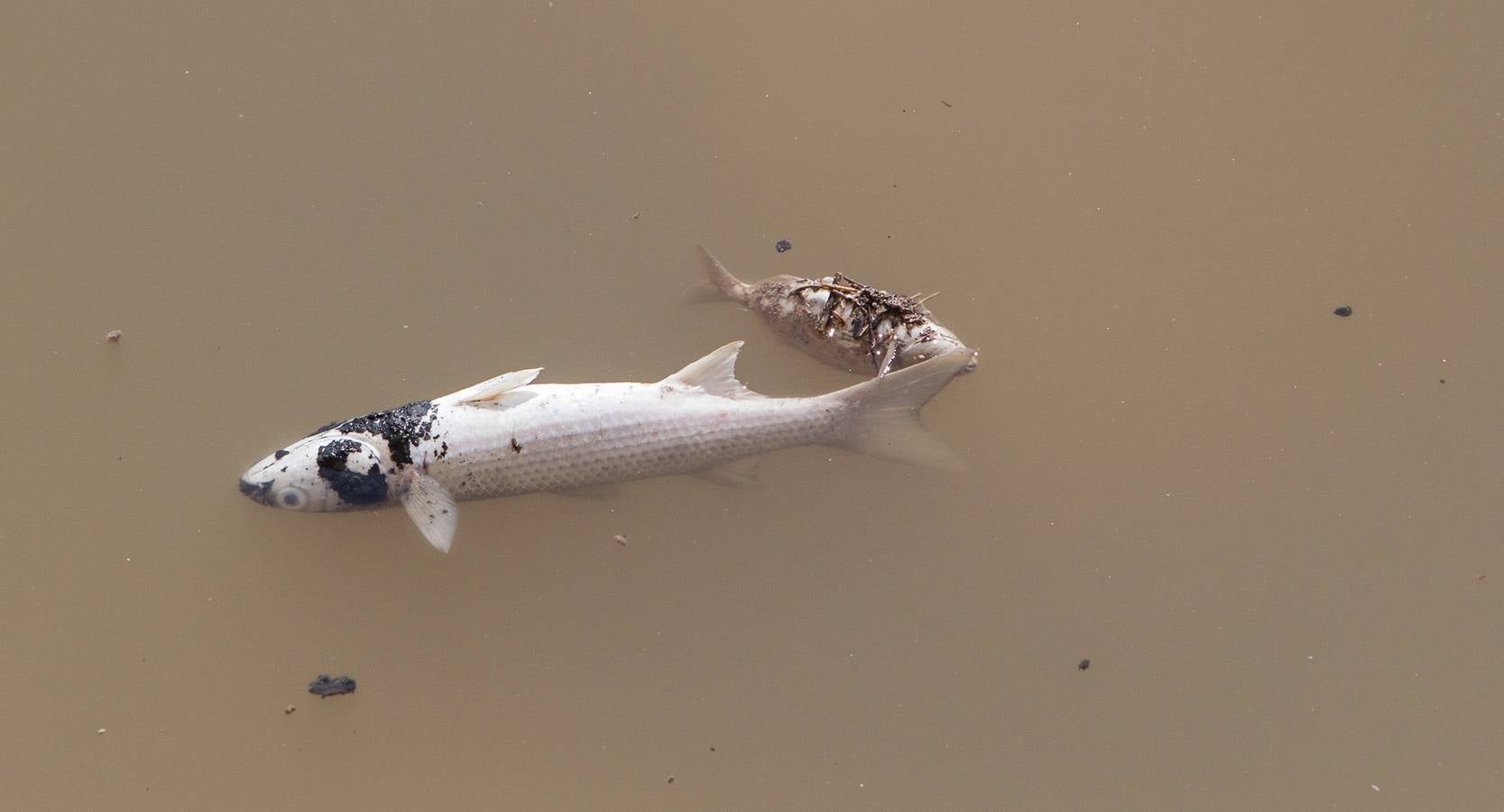 El PSPV denuncia aguas fecales y peces muertos en el Barranco de las Ovejas