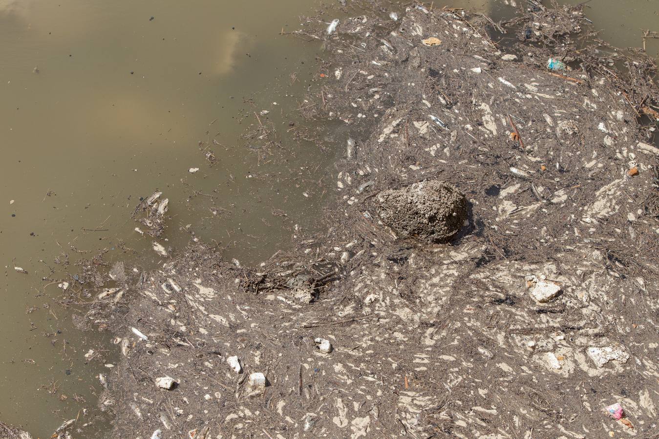 El PSPV denuncia aguas fecales y peces muertos en el Barranco de las Ovejas