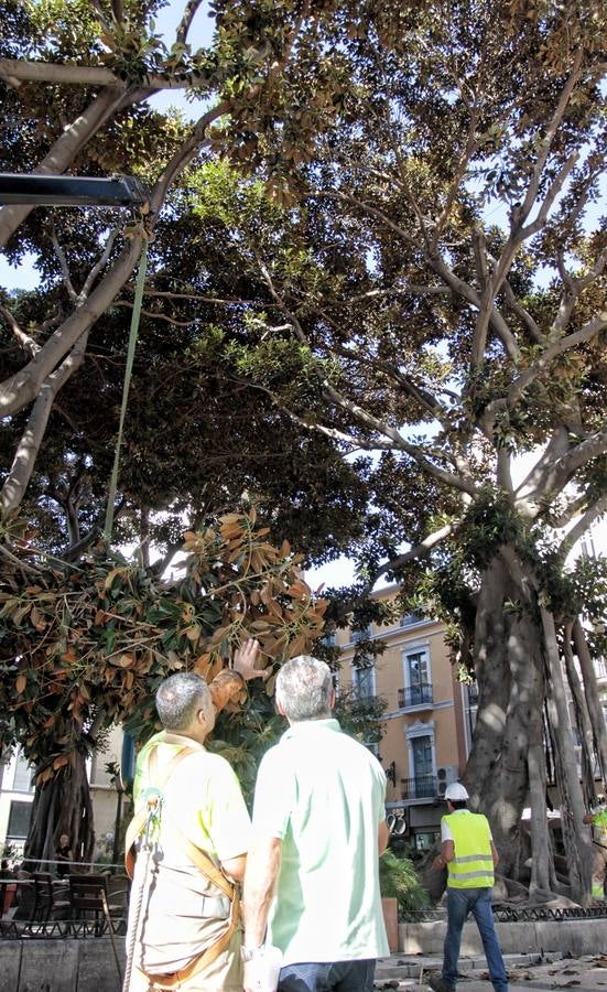 Podan los ficus del Portal de Elche para evitar la caída de sus ramas