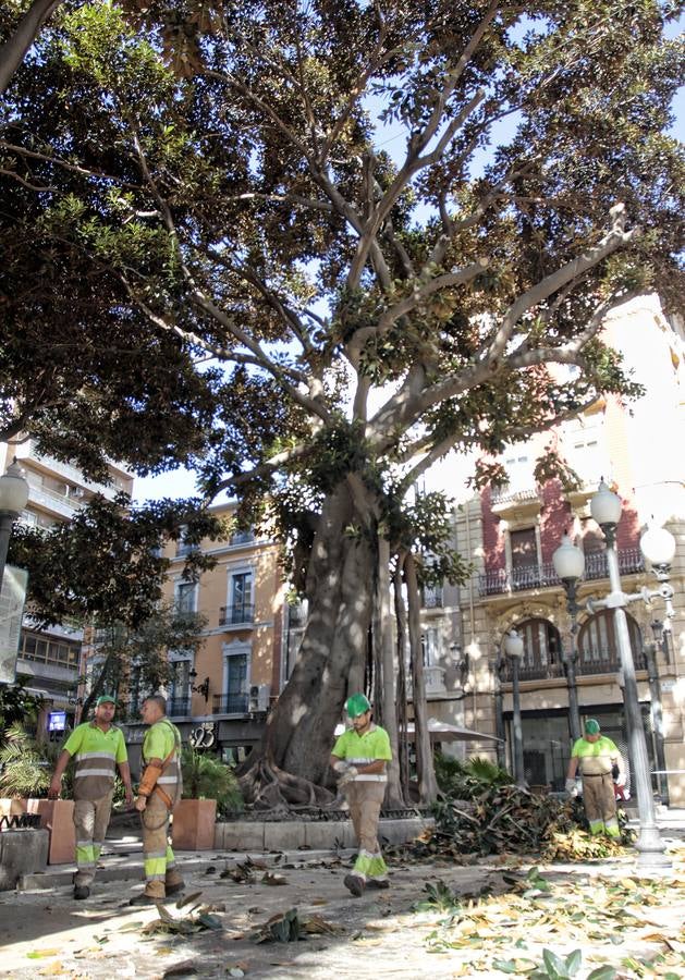 Podan los ficus del Portal de Elche para evitar la caída de sus ramas