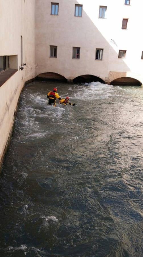 Complicado rescate de un jabalí caído en una acequia en Godella