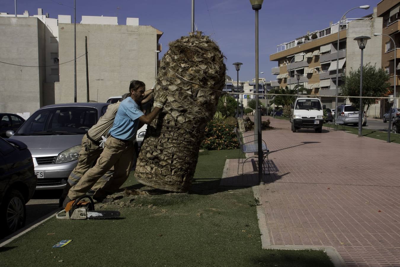 Cortan palmeras en Callosa por el picudo