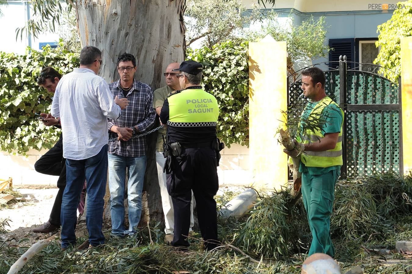 Agró y vecinos de Puerto de Sagunto se encadenan a dos eucaliptos para evitar su tala