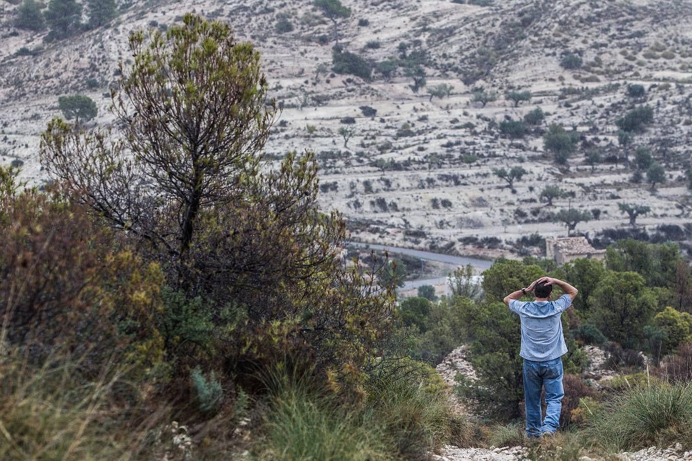 Pinos enfermos y secos en Monnegre