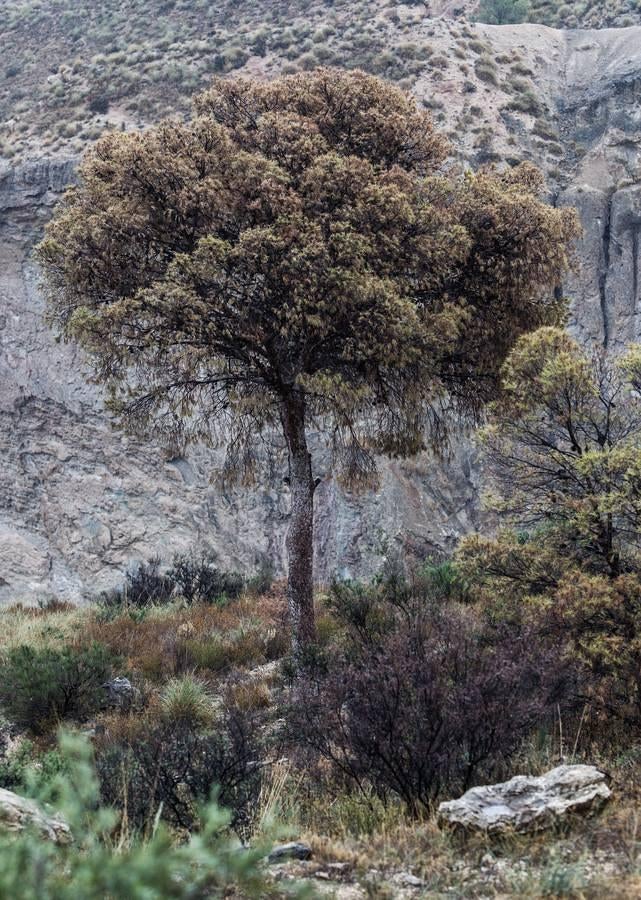 Pinos enfermos y secos en Monnegre