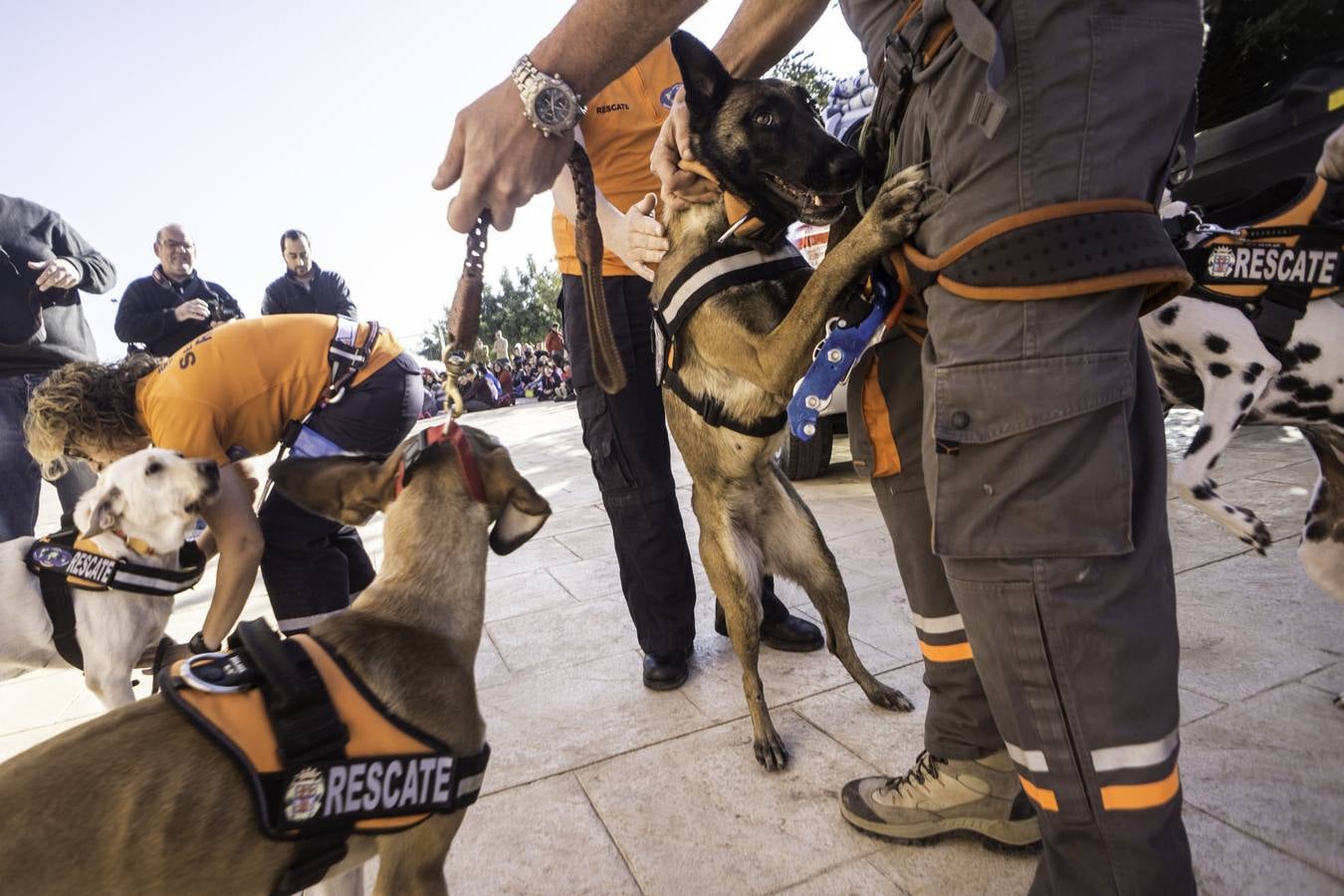 Academia de perros de rescate