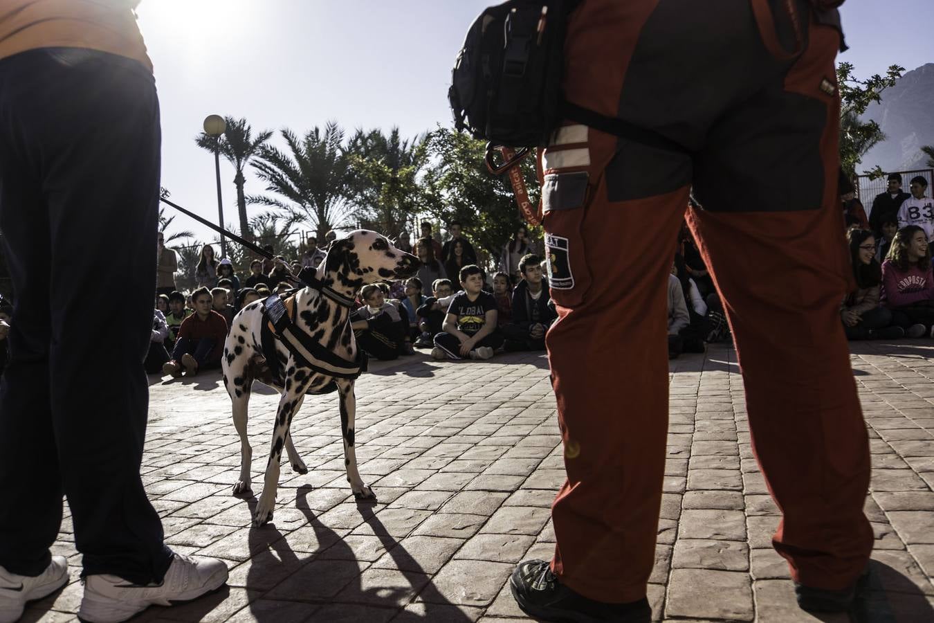 Academia de perros de rescate