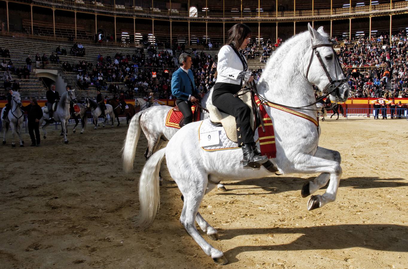 Día de San Antón en Alicante