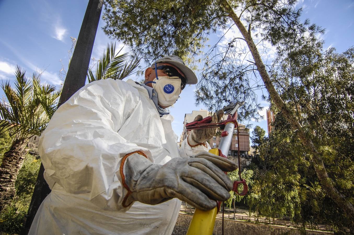 Lucha contra la procesionaria de los pinos de Elche