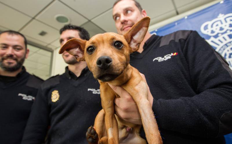 Policías pagan una operación a un perro maltratado en Alicante para que no quede cojo