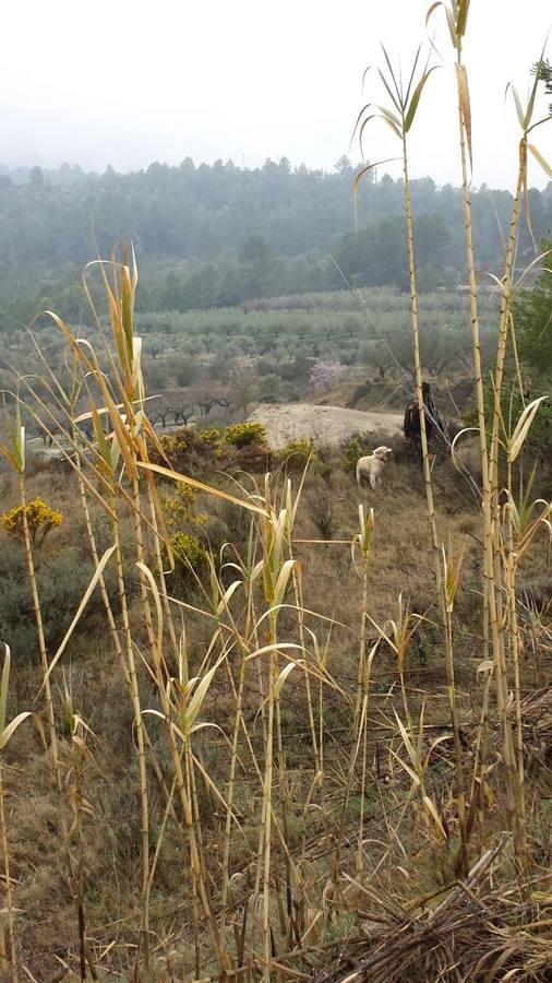 Dispositivo de búsqueda del desaparecido en Muro de Alcoy