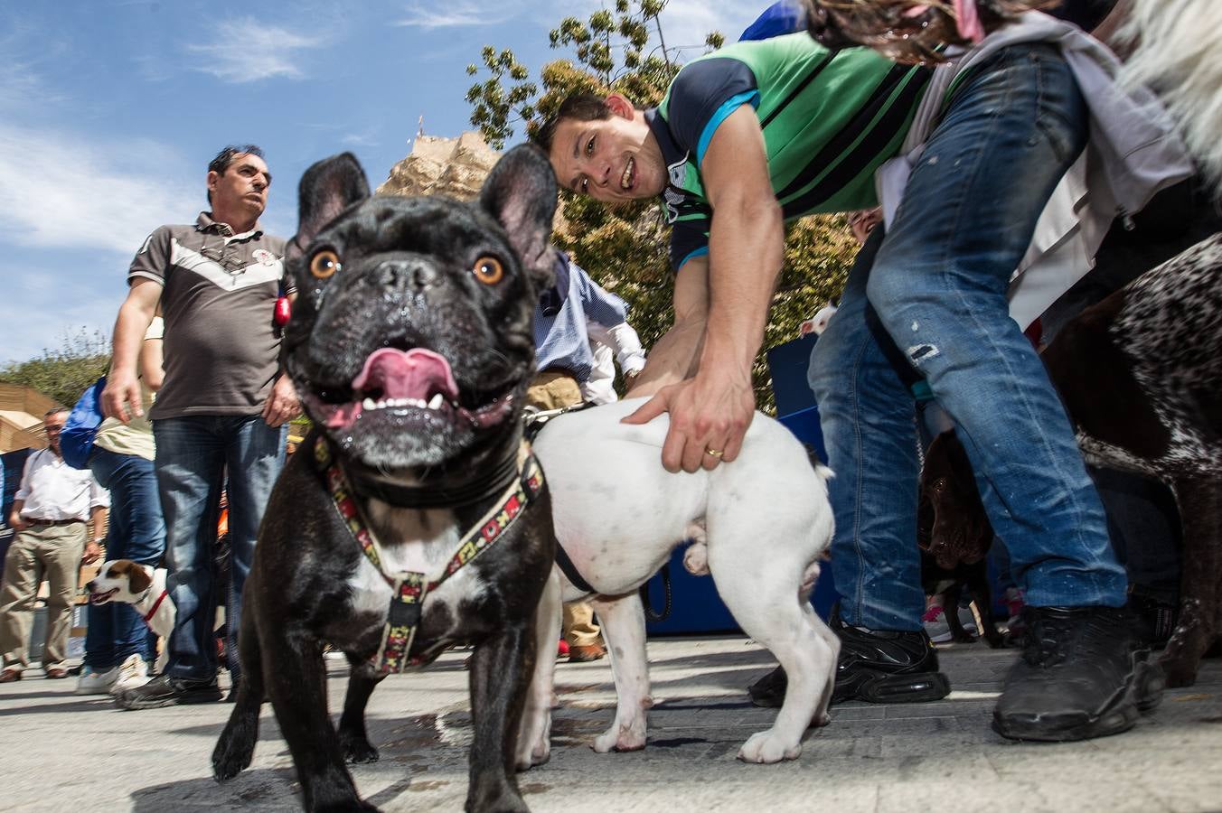 Día del Perro en San Roque en Alicante