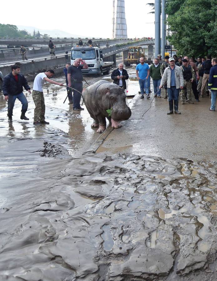 Las fieras del zoo, de &#039;paseo&#039; por el centro de Tiflis