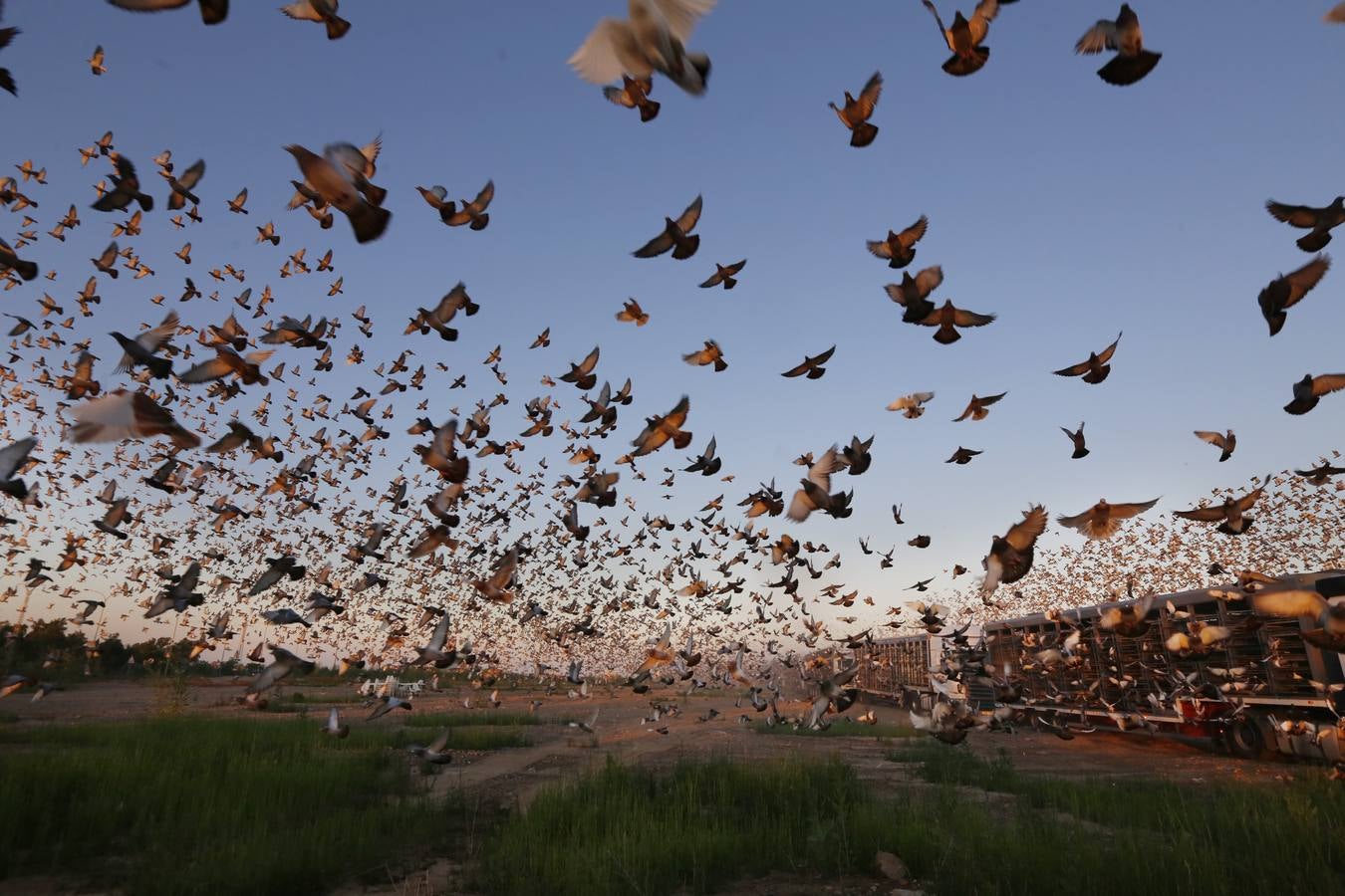 70.000 palomas, de Valencia a Portugal