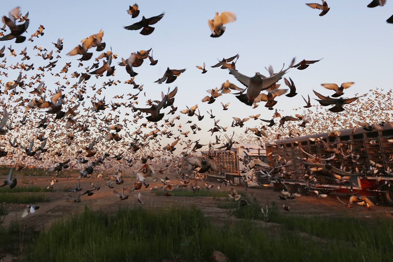 70.000 palomas, de Valencia a Portugal