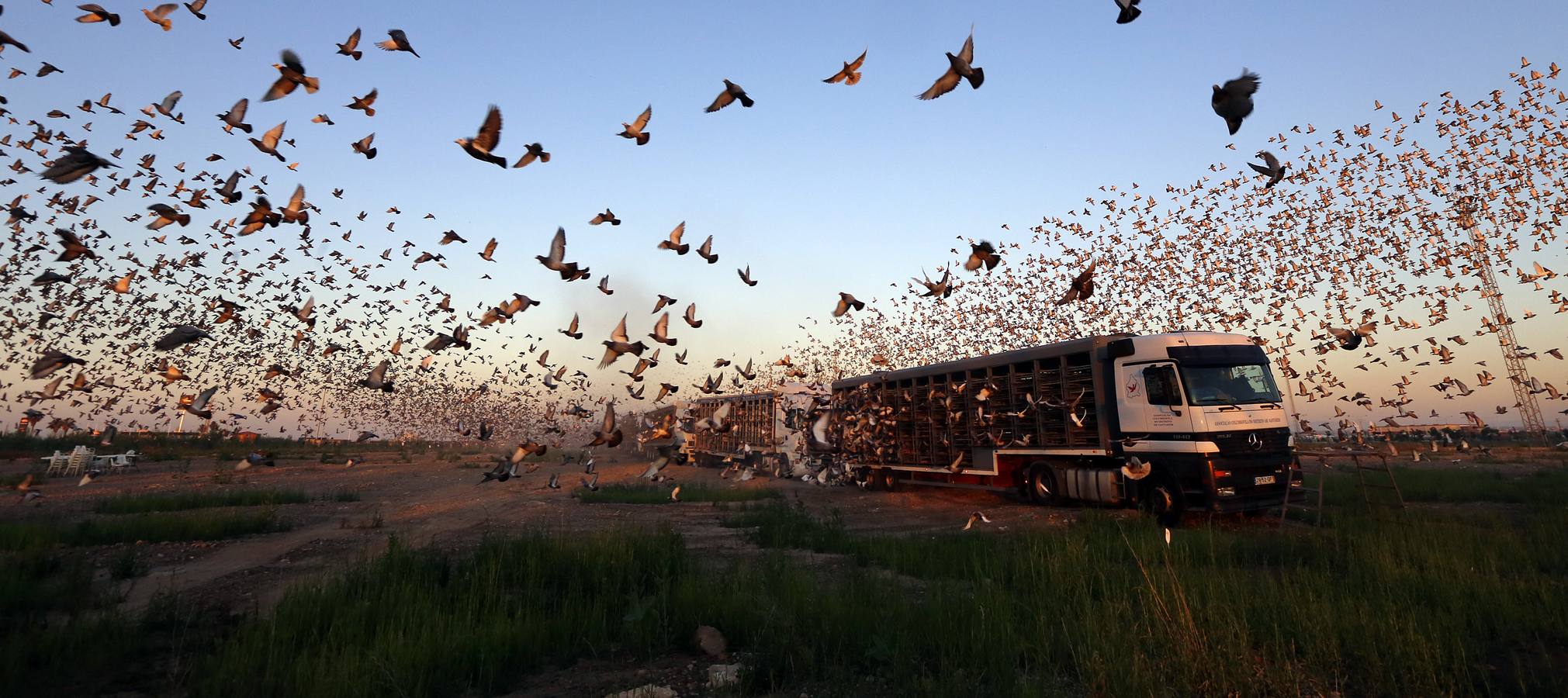 70.000 palomas, de Valencia a Portugal