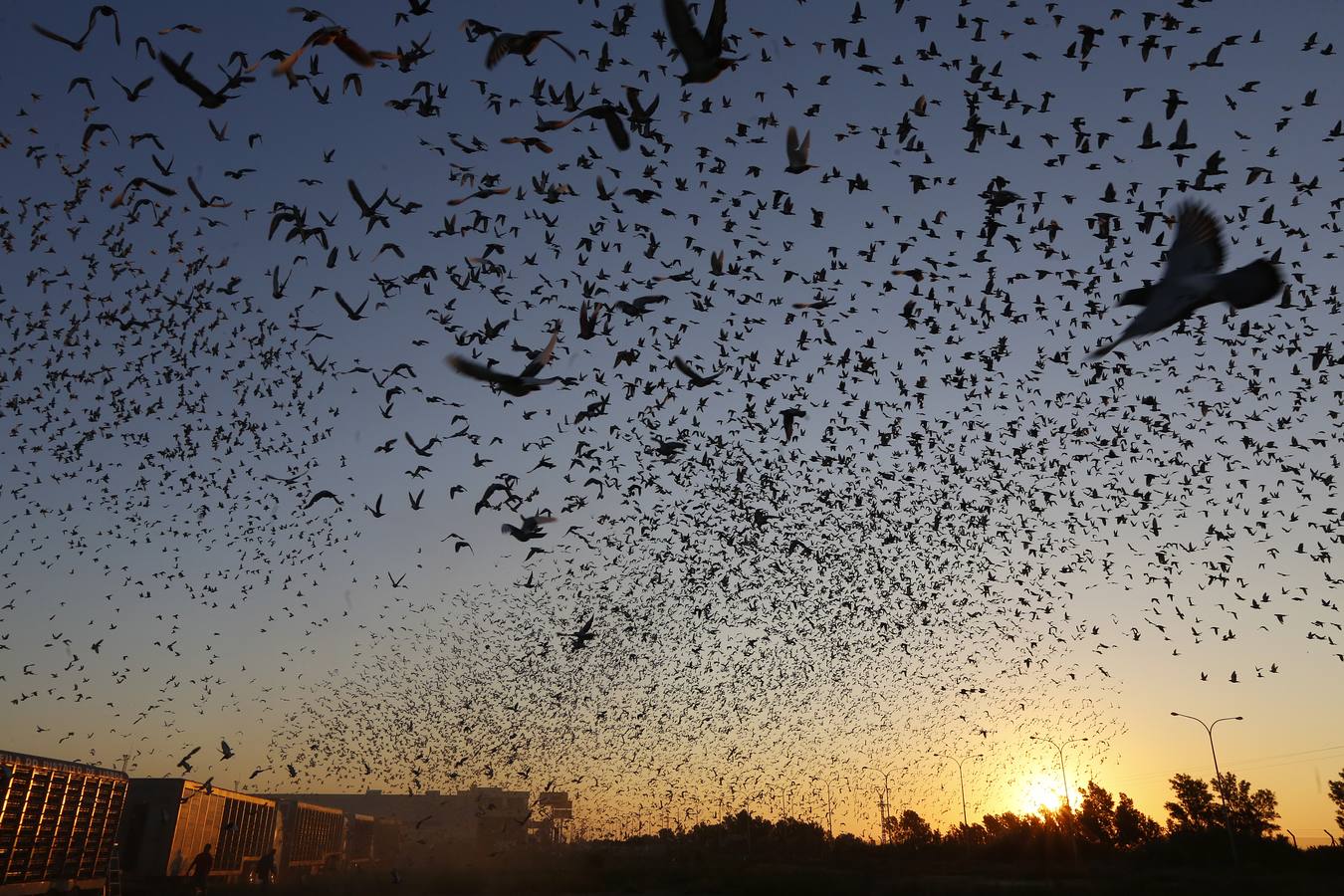 70.000 palomas, de Valencia a Portugal