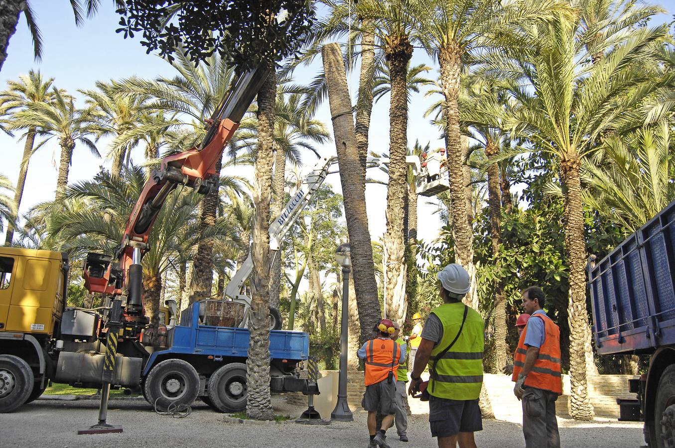 Talan la palmera más alta del casco urbano de Elche