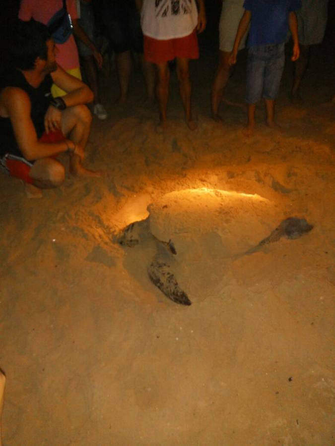 Encuentran una tortuga boba desovando en la playa de La Mata