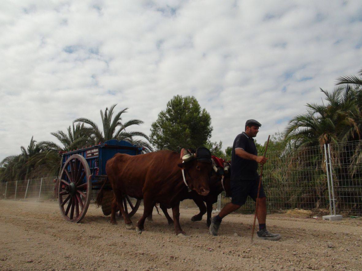 Carrera de burros y asnos de Dolores