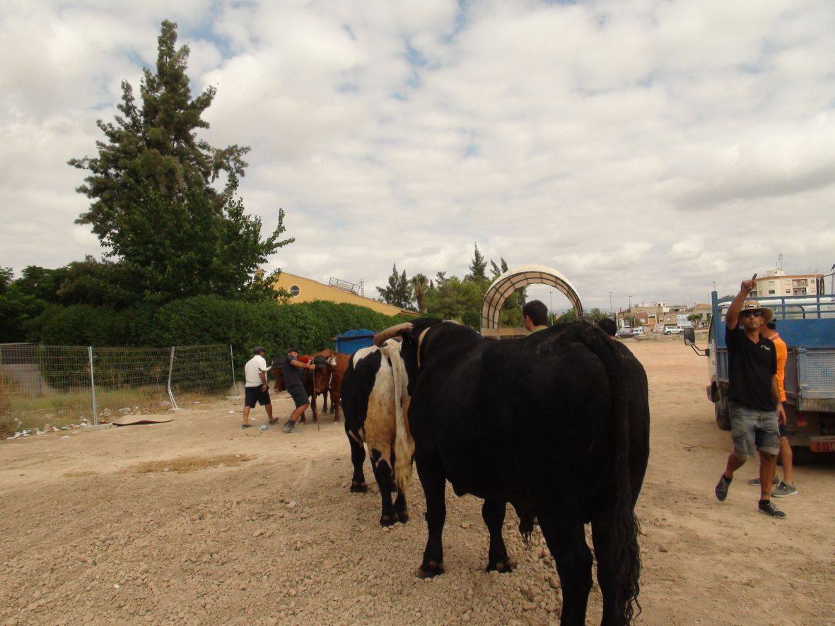 Carrera de burros y asnos de Dolores
