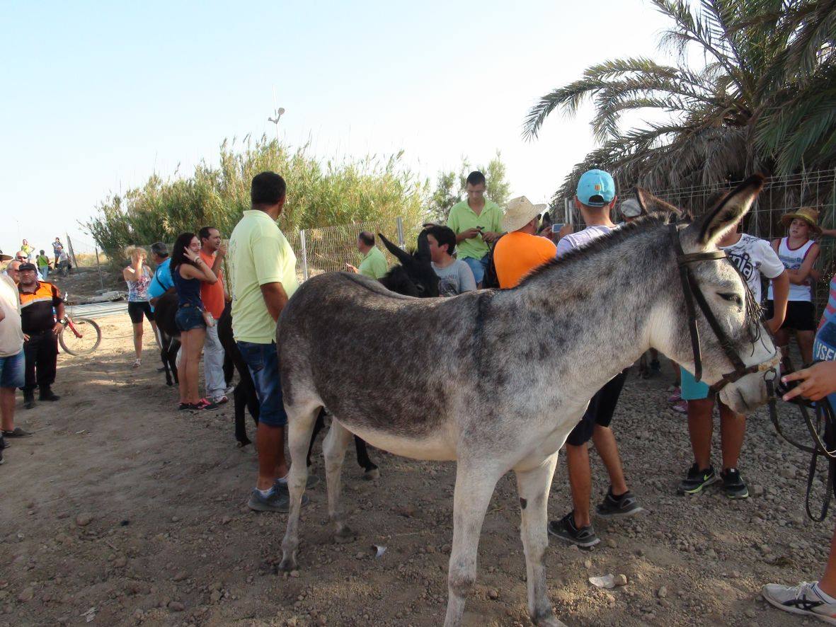 Carrera de burros y asnos de Dolores