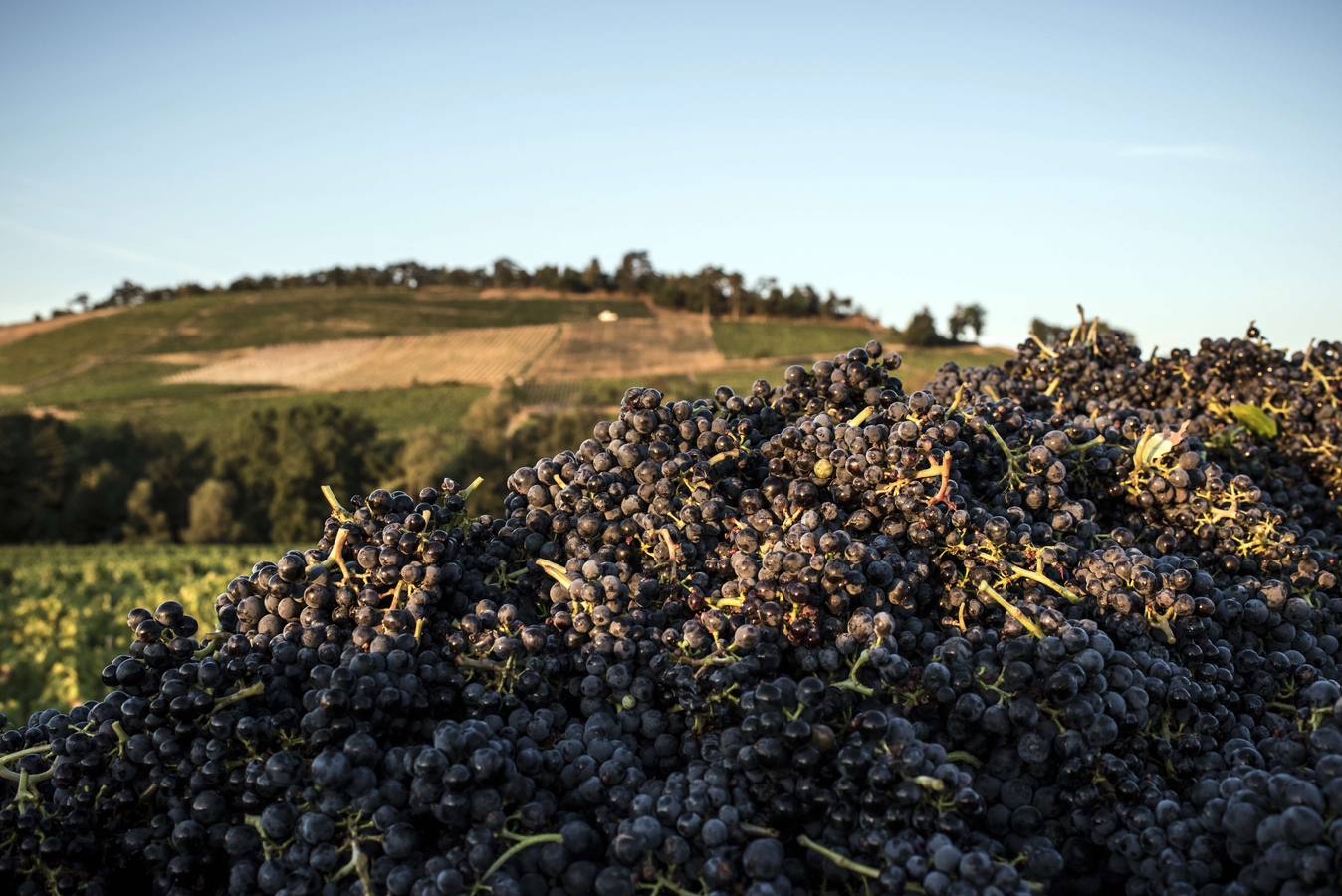 El frescor de la noche que da aroma al vino