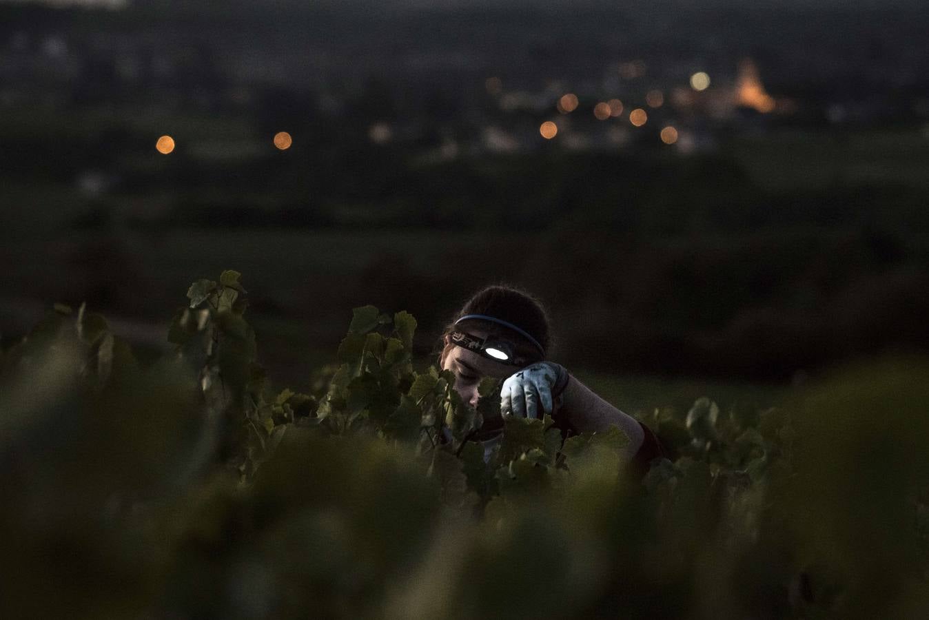 El frescor de la noche que da aroma al vino