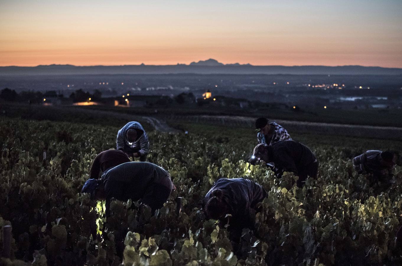 El frescor de la noche que da aroma al vino