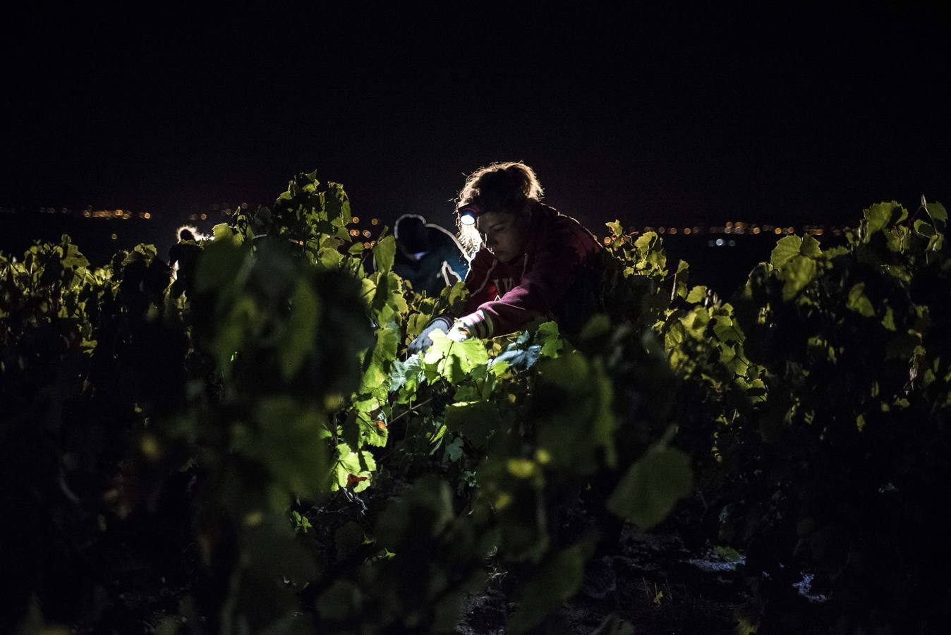 El frescor de la noche que da aroma al vino