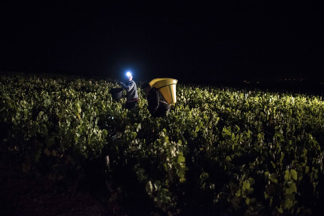 El frescor de la noche que da aroma al vino