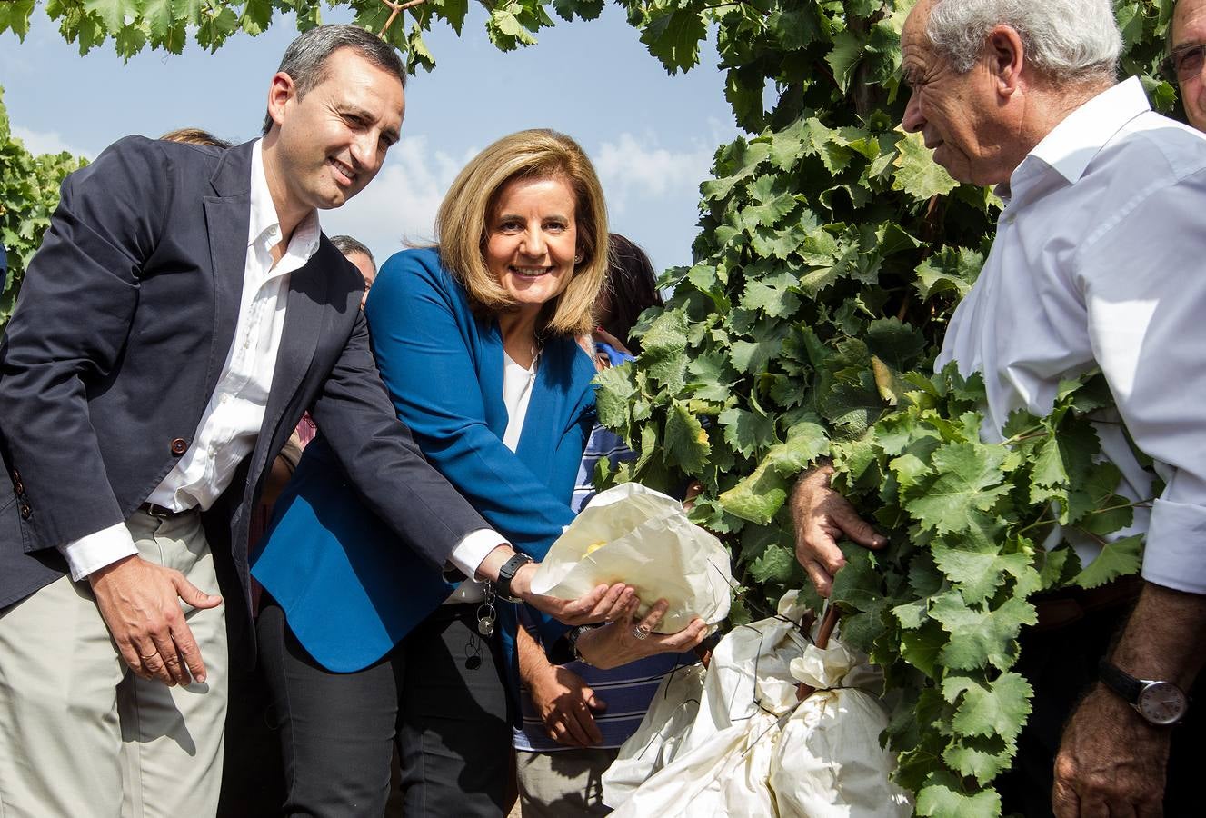 Primer corte de la uva de mesa del Vinalopó