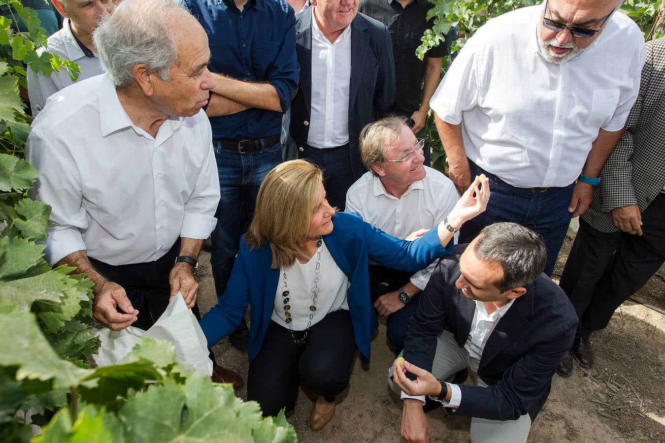 Primer corte de la uva de mesa del Vinalopó