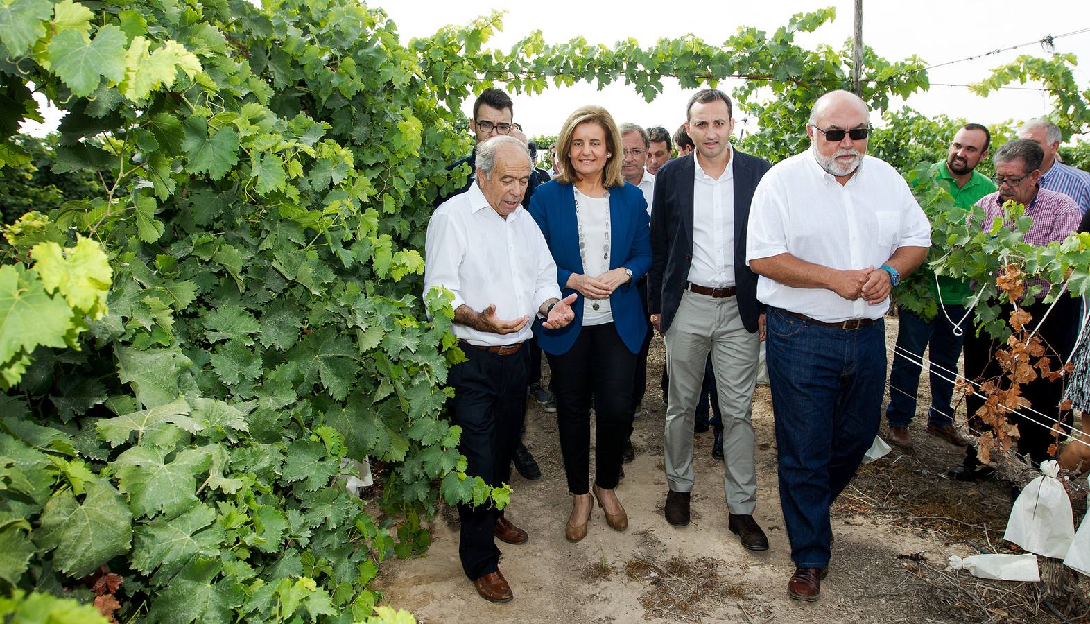 Primer corte de la uva de mesa del Vinalopó