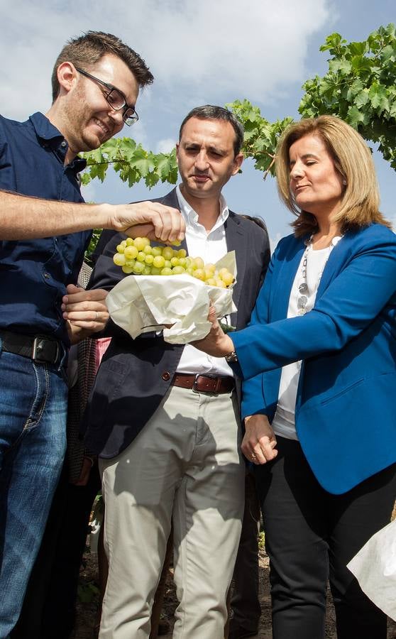 Primer corte de la uva de mesa del Vinalopó