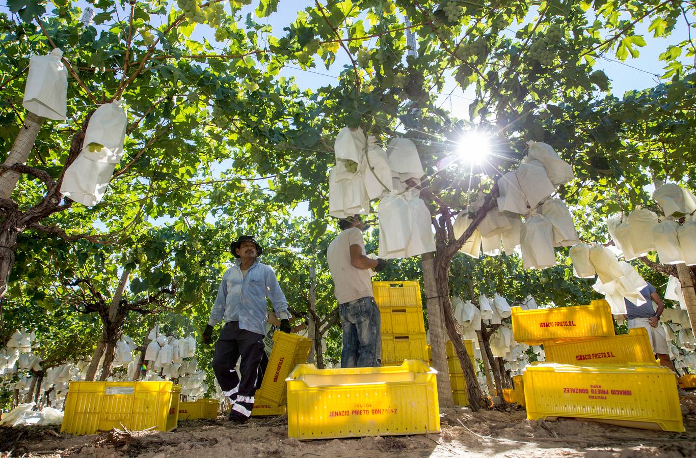 Mercadona afianza su relación con proveedores del sector primario en Alicante