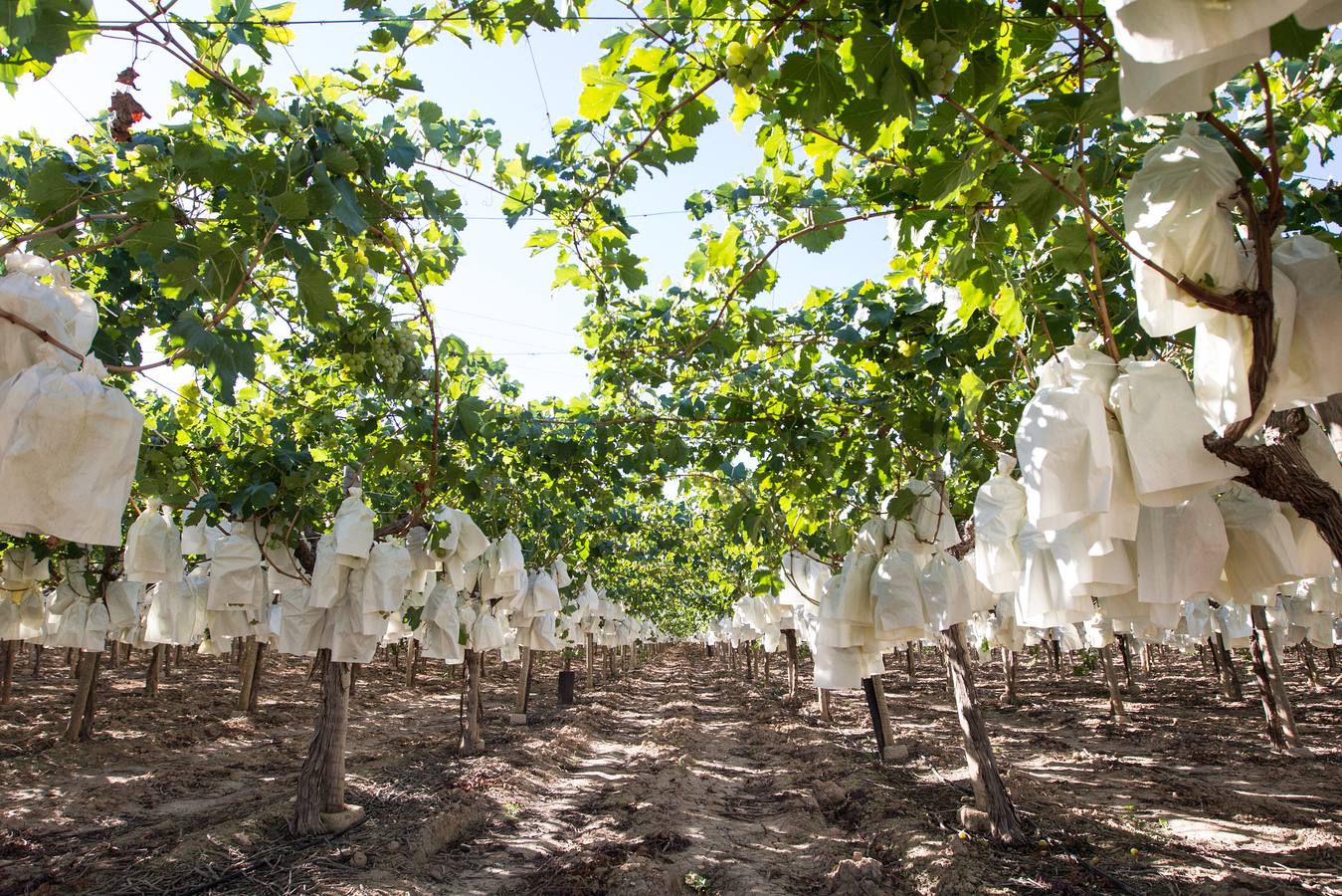 Mercadona afianza su relación con proveedores del sector primario en Alicante