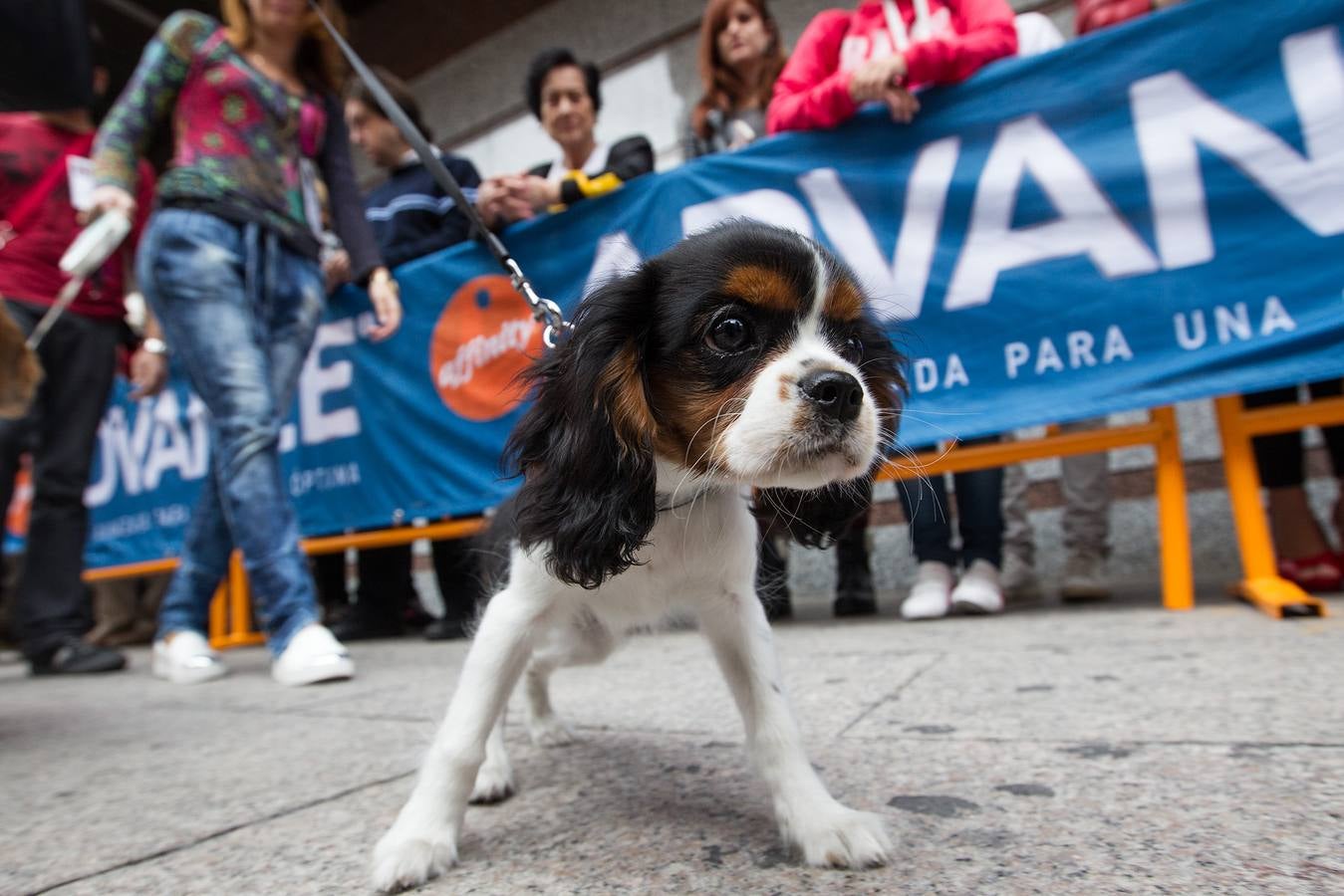 Desfile canino benéfico en El Corte Inglés