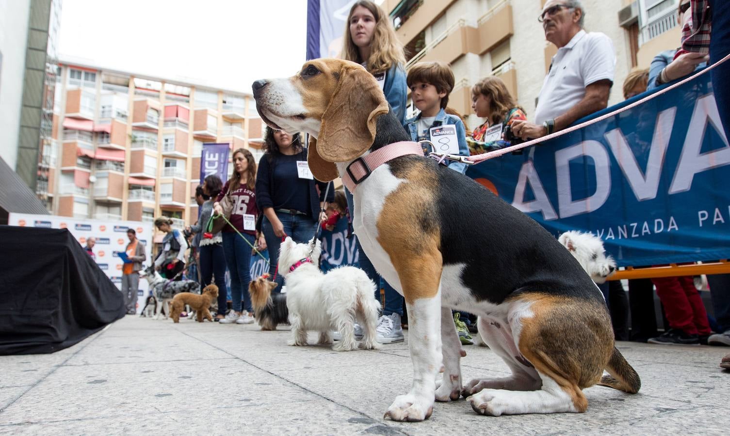 Desfile canino benéfico en El Corte Inglés