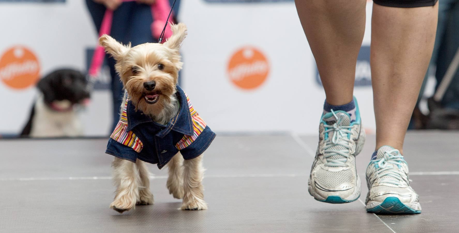 Desfile canino benéfico en El Corte Inglés