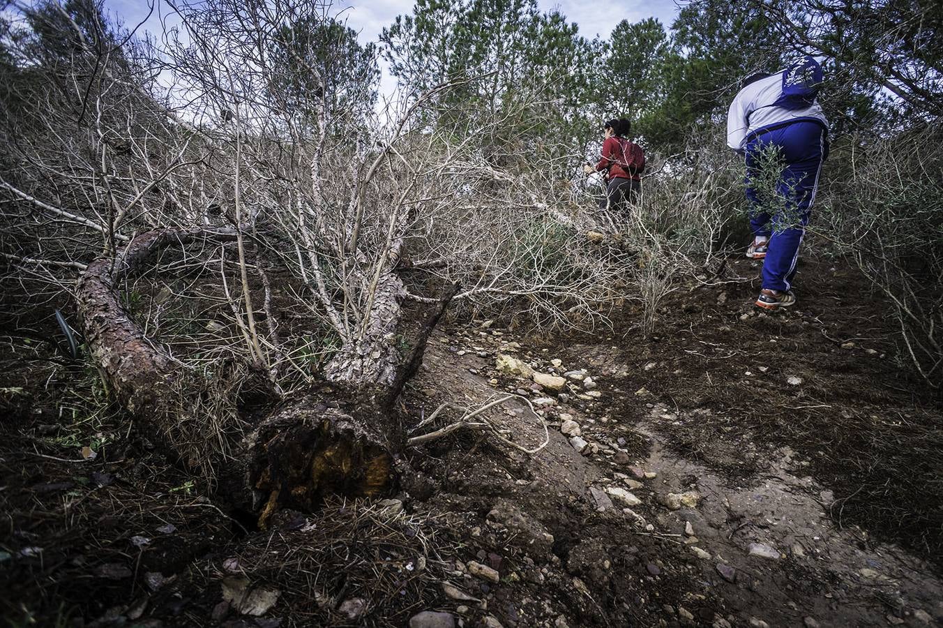 El &#039;tomicus&#039; afecta a las sendas