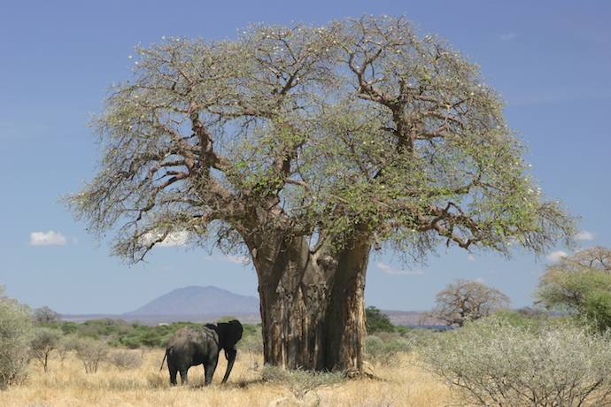 EL ÁRBOL DE RAFIKI, EL REY LEON- EL ÁRBOL BAOBAB, ÁFRICA. 